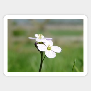 Cuckoo Flowers In The Grass Sticker